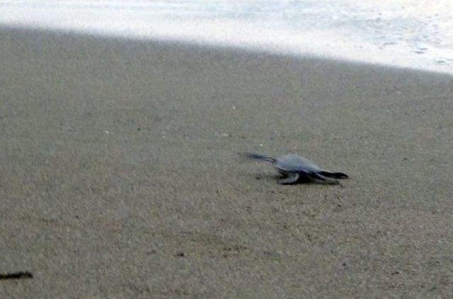 Yavru Kaplumbağalar Denizle Buluştu