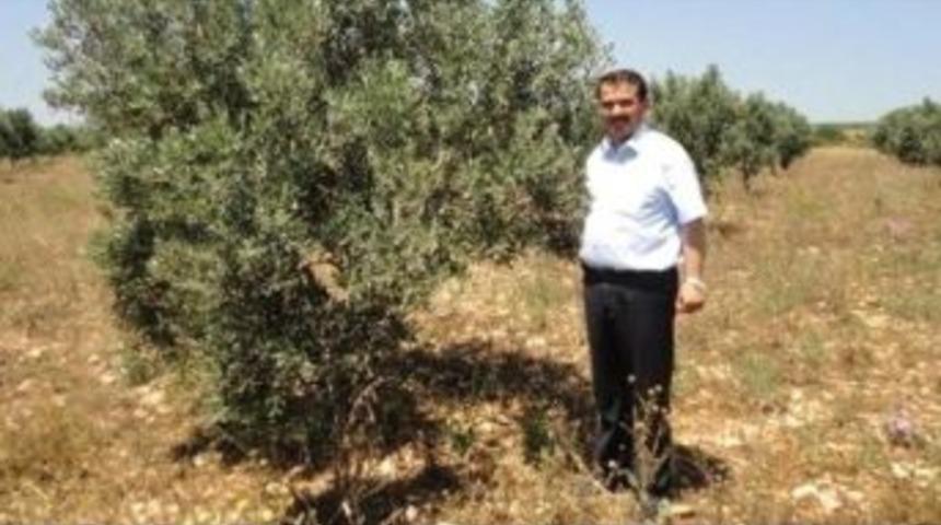 Didimli Zeytinciler Verim Ve Kaliteden Memnun