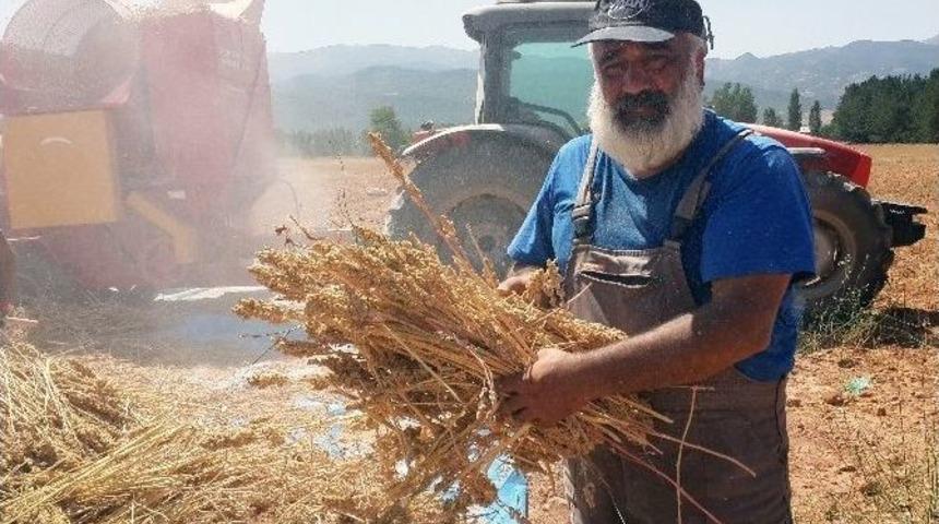 Ovacık&rsquo;ta Kinoa Hasadı