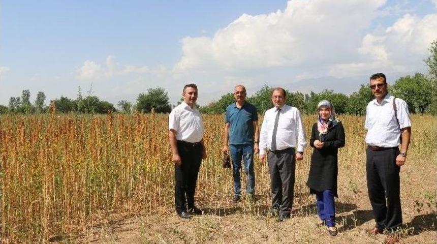 Erzincan’da İlk Kez Kinoa Üretimi Gerçekleştirildi