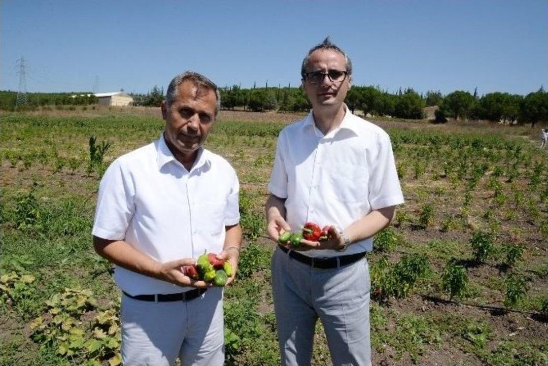 Organik Logosu Olmayan &Uuml;r&uuml;nleri Satın Almayın