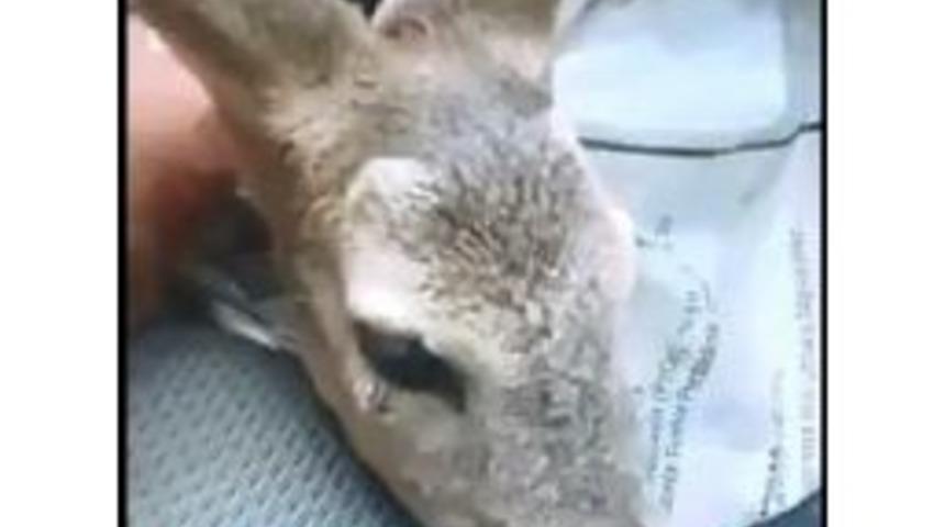 Boğulmak &Uuml;zere Olan Karacayı K&ouml;yl&uuml;ler Kurtardı