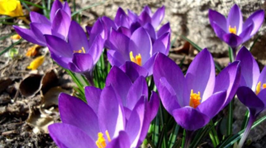 D&uuml;nyanın en pahalı maddeleri