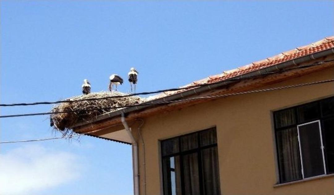 Bu Mahallede Leylekler İnsanlarla Birlikte Yaşıyor