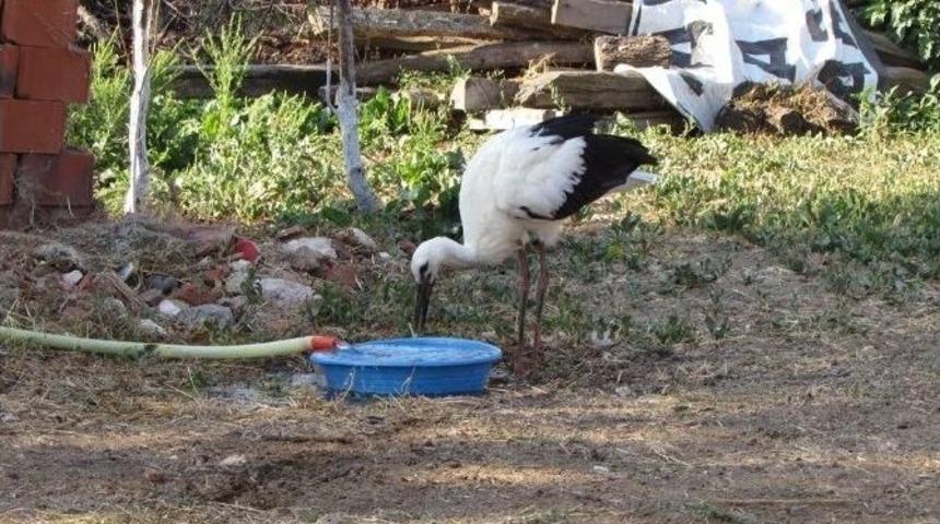 G&ouml;&ccedil; Edemeyen Yavru Leyleğe K&ouml;yl&uuml;ler Sahip &Ccedil;ıktı