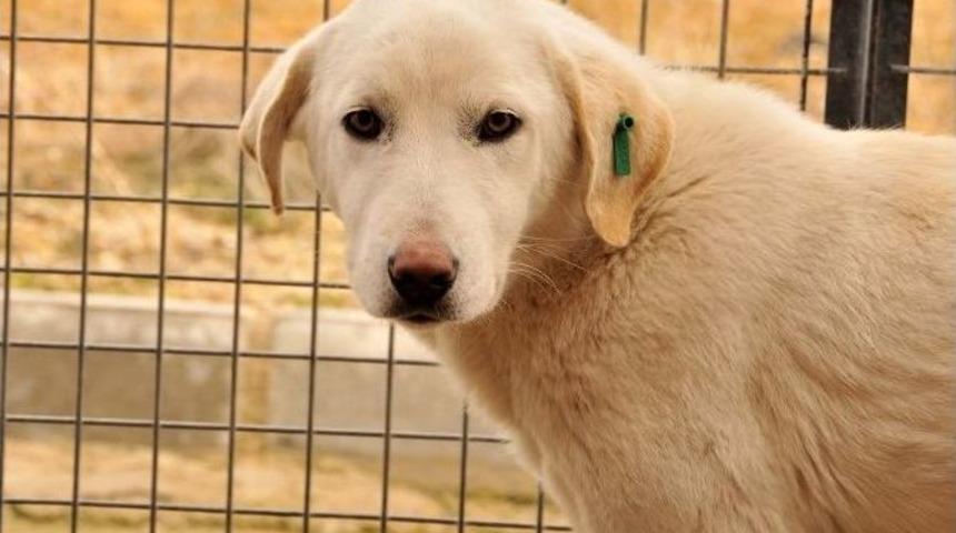 Mamak Belediyesi Hem Sahiplendiriyor Hem De Aşılıyor