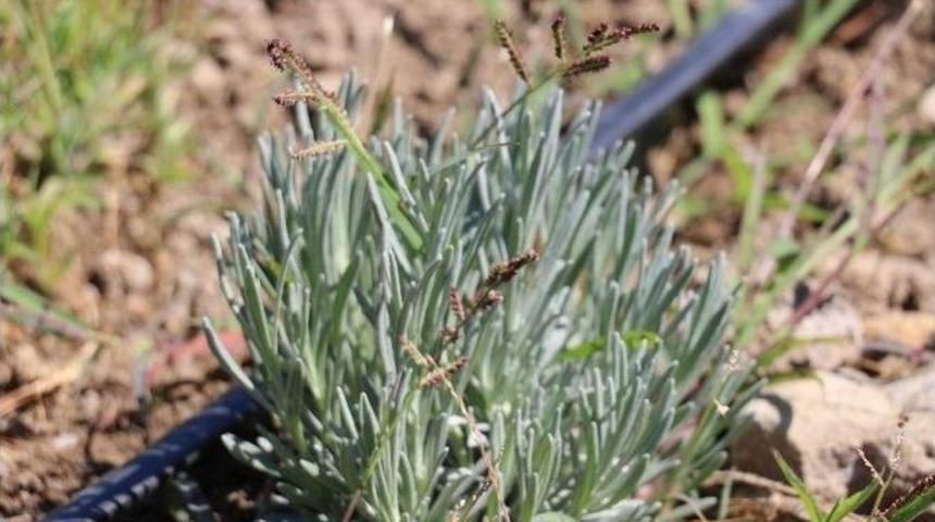 Lavanta Toprağını Sevdi