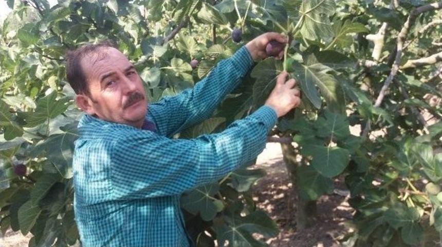 (&ouml;zel Haber) Ge&ccedil;en Yıl 10 Liradan Satılan Siyah İncir Bu Sene Tarlaya D&ouml;k&uuml;l&uuml;yor