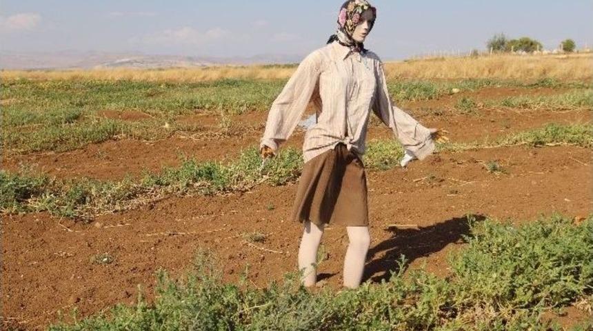 Vitrin Mankenlerinin Bostan Nöbeti