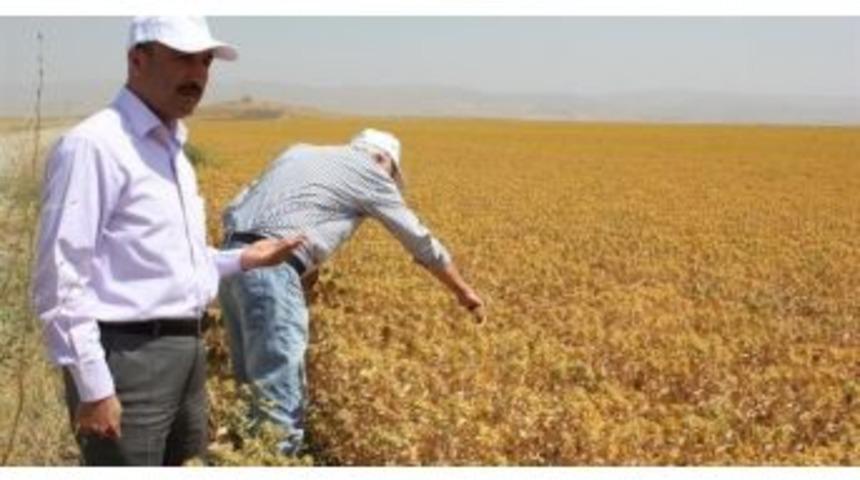 Muş Ovası&rsquo;nda Aspir Yetiştiriciliği