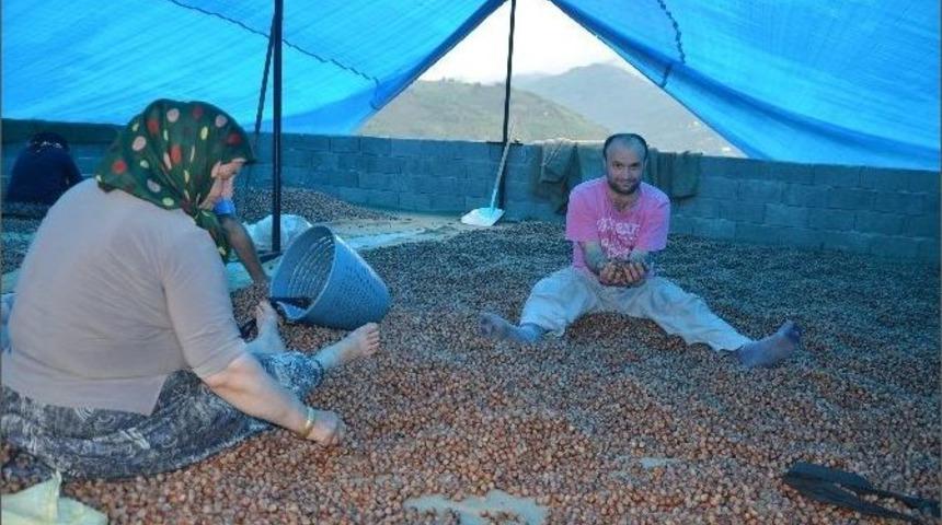 Fındık &Uuml;reticileri Harmanlarda