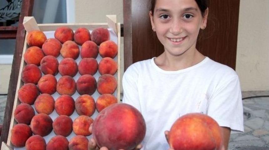 Rusya Dört Gözle Bu Şeftalileri Bekliyor