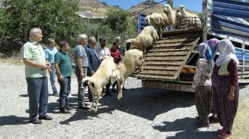 Gen&ccedil; &Ccedil;ift&ccedil;ilere Hayvanları Dağıtılıyor