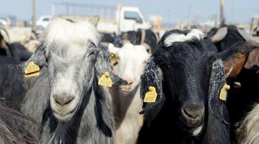 Meram&rsquo;da Kurban Pazarına Kayıtlar Başladı