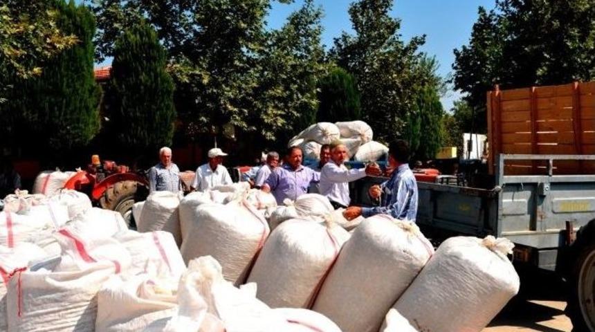 Sarıgöl’de Haşhaş Kapsül Alımlarına Başlandı