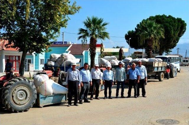 Sarıgöl’de Haşhaş Kapsül Alımlarına Başlandı