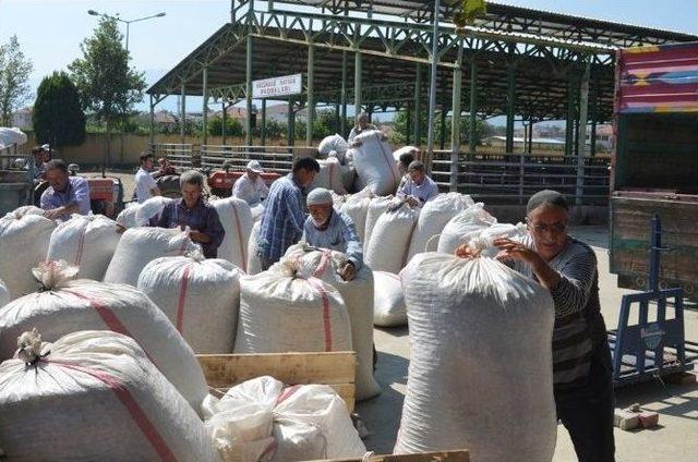 Sarıgöl’de Haşhaş Kapsül Alımlarına Başlandı