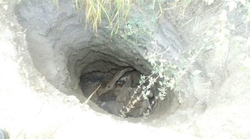 Definecilerin Kazdığı Kuyuya D&uuml;şen İnek Telef Oldu