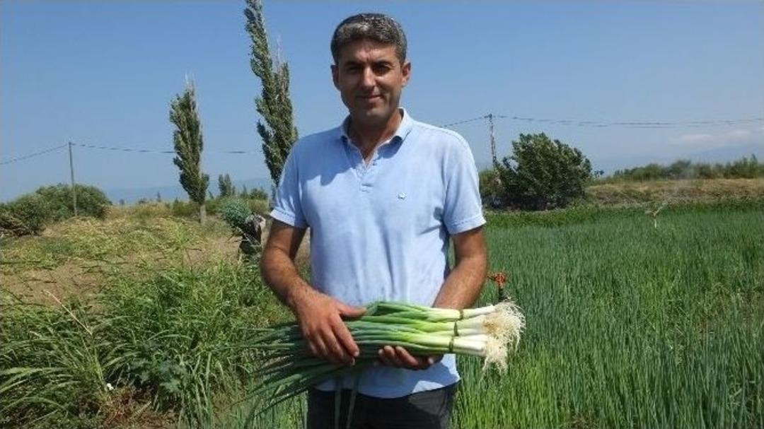 Edremit K&ouml;rfezinin Taze Soğanı Burhaniye&rsquo;de &Uuml;retiliyor