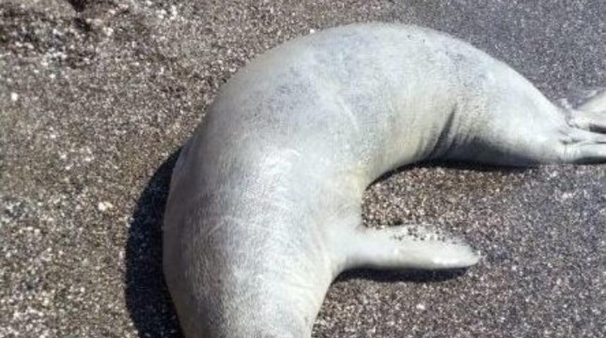 Bir Fok Ziyareti De Seferihisar&rsquo;a