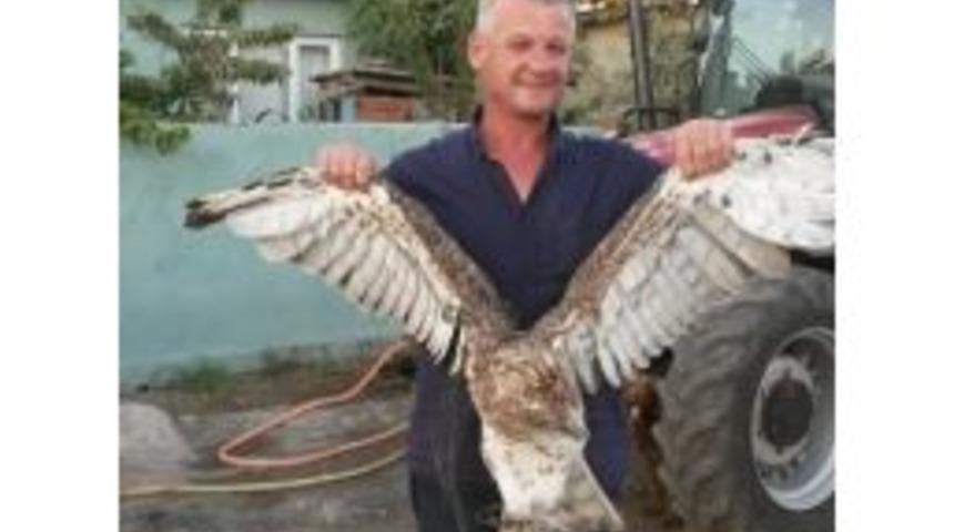 Yaralı Kartala Sahip &Ccedil;ıktılar