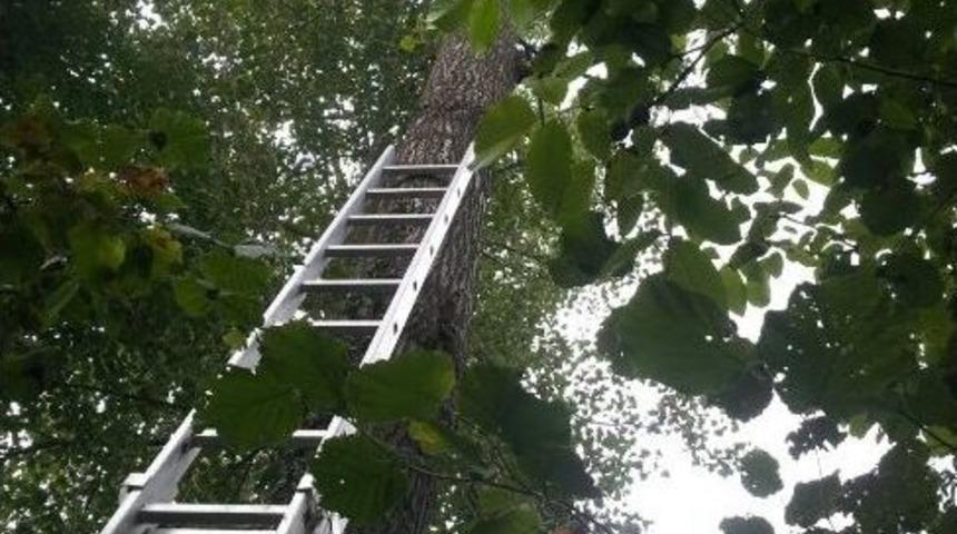 Kavak Ağacından D&uuml;şen Yaşlı Adam, Hayatını Kaybetti