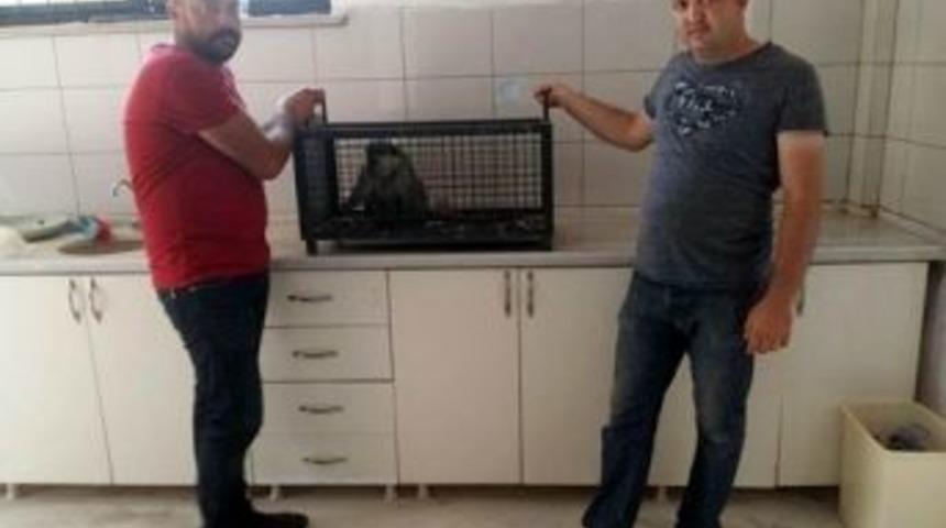 &Ouml;r&uuml;mcek Maymuna El Konuldu