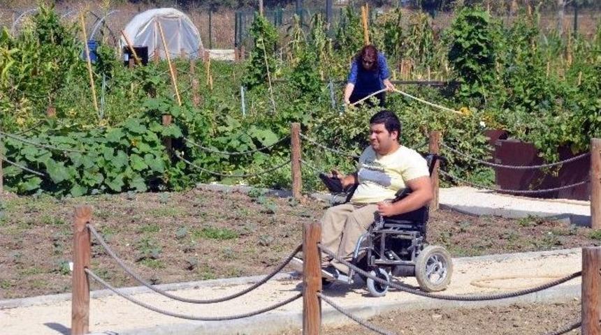 (&ouml;zel Haber) Tekerlekli Sandalyeyle Tarlada Hasat