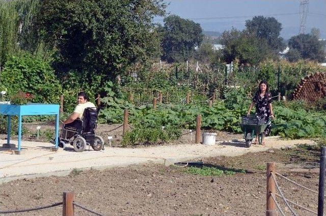 (özel Haber) Tekerlekli Sandalyeyle Tarlada Hasat