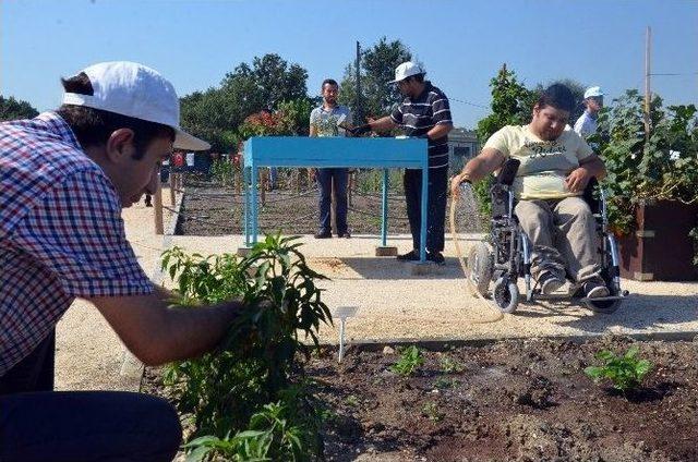 (özel Haber) Tekerlekli Sandalyeyle Tarlada Hasat