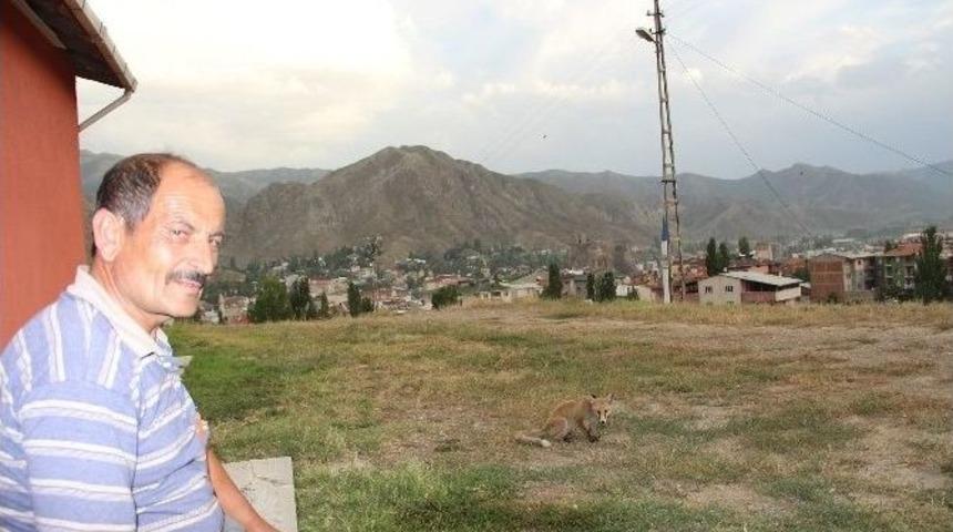 Tilkiyi Eliyle Besliyor