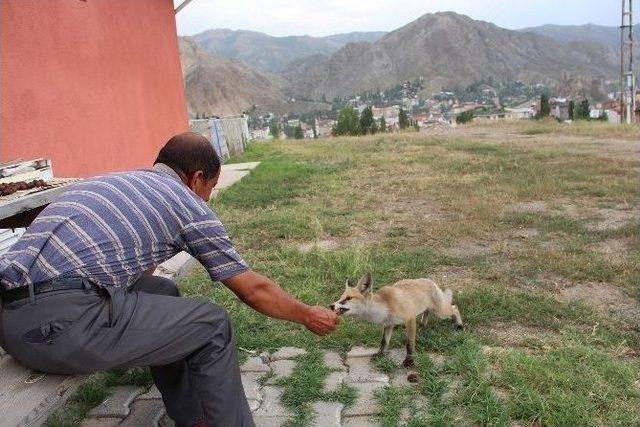 Tilkiyi Eliyle Besliyor