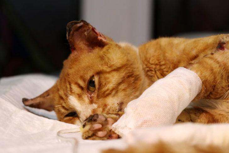 Kocaeli'de vücudunda yanıklar bulunan kedinin bir bacağı kesildi