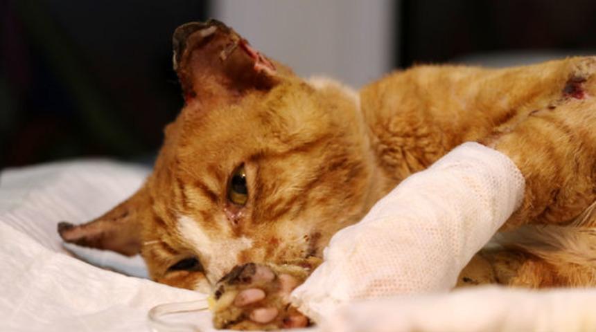 Kocaeli'de vücudunda yanıklar bulunan kedinin bir bacağı kesildi