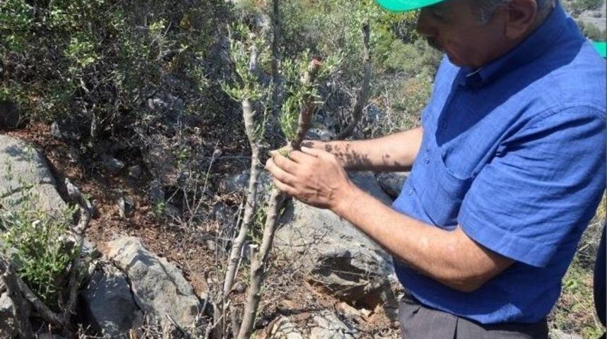 Gazipaşa&rsquo;da 2 Bin Yabani Zeytin Aşılandı