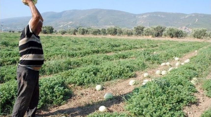 &Uuml;retici, Karpuzlarını Parampar&ccedil;a Etti