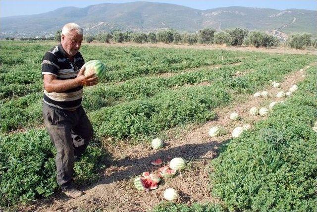 Üretici, Karpuzlarını Paramparça Etti