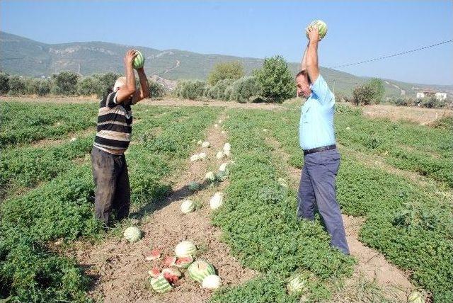 Üretici, Karpuzlarını Paramparça Etti