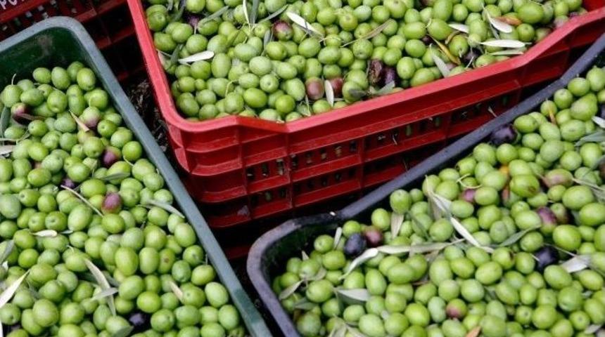 Zeytin &Uuml;reticisine B&uuml;y&uuml;kşehirden Destek