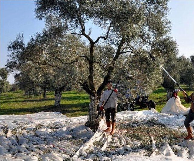 Zeytin Üreticisine Büyükşehirden Destek