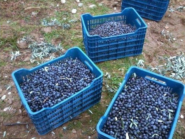 Zeytin Üreticisine Büyükşehirden Destek