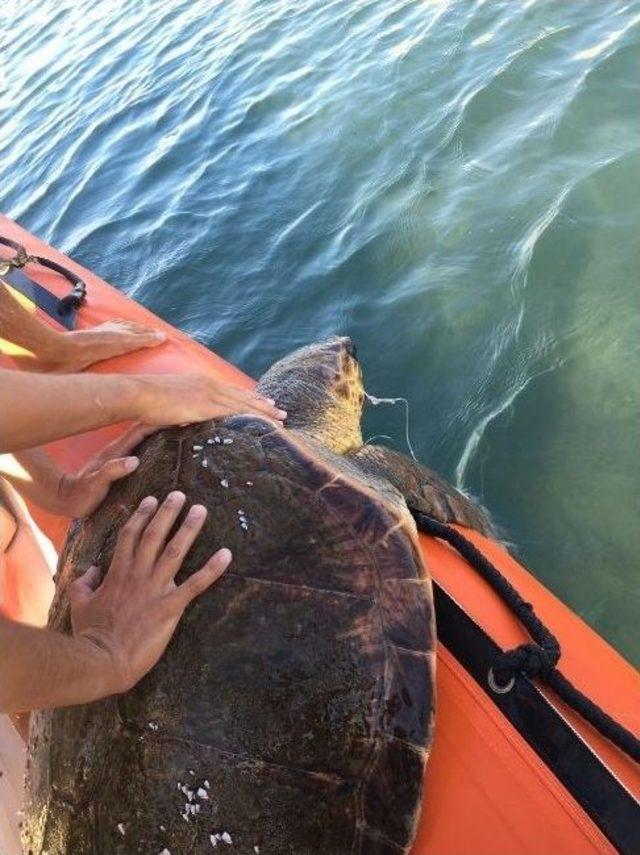 Caretta Carettayı Kurtarmak İçin Seferber Oldular