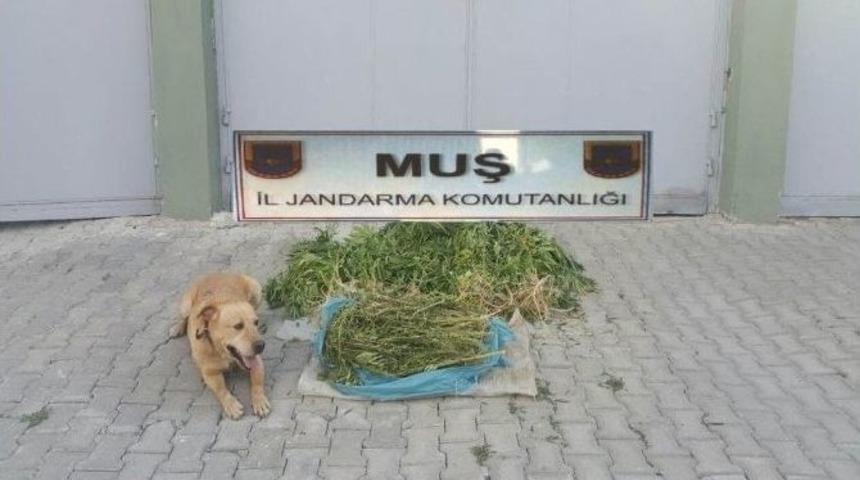 Muş&rsquo;ta Uyuşturucu Operasyonu