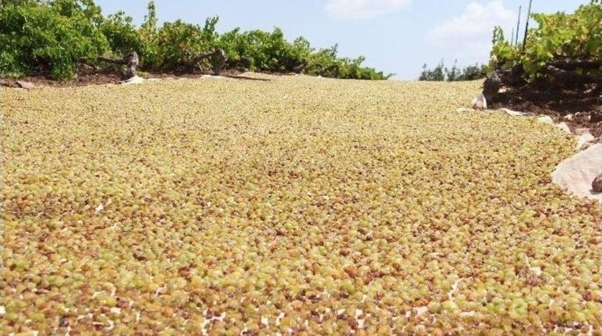 Organik Besni &Uuml;z&uuml;m&uuml; Sergi Alanları Yerinde G&ouml;r&uuml;ld&uuml;