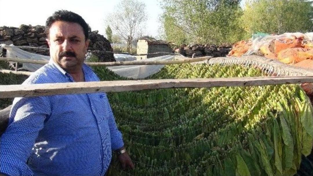 Muş&rsquo;ta T&uuml;t&uuml;n Kırım Sezonu Başladı