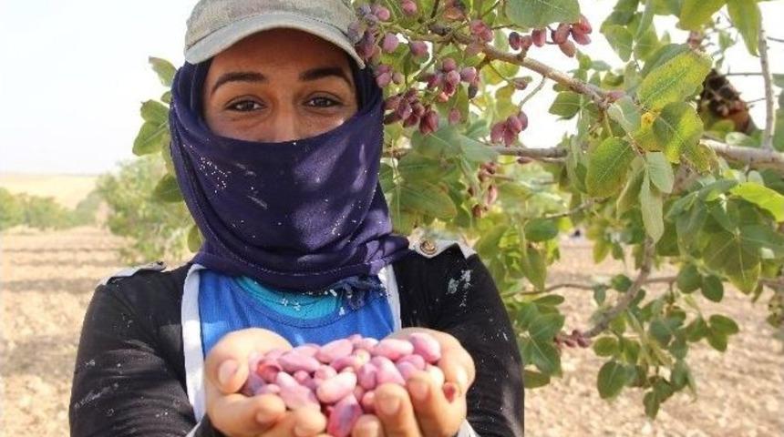 Askeri Operasyonun S&uuml;rd&uuml;ğ&uuml; Karkamış&rsquo;ta Vatandaşlar Tarlada &Ccedil;alışıyor