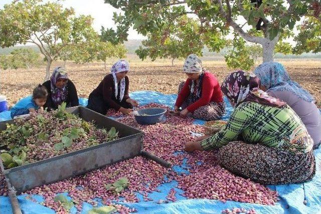 Askeri Operasyonun Sürdüğü Karkamış’ta Vatandaşlar Tarlada Çalışıyor