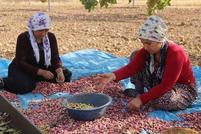 Askeri Operasyonun Sürdüğü Karkamış’ta Vatandaşlar Tarlada Çalışıyor