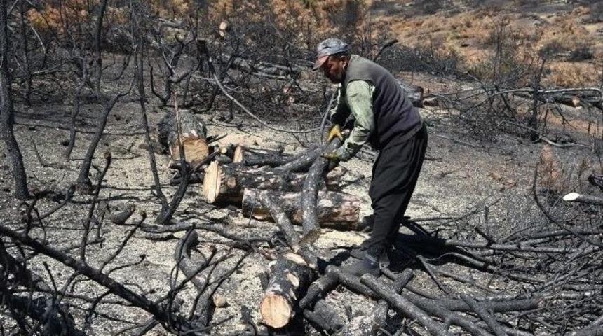 Baş&ouml;ren Yangınının Yaraları Sarılıyor