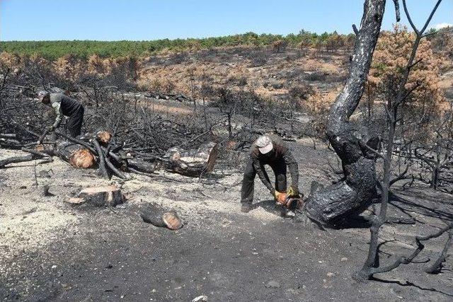 Başören Yangınının Yaraları Sarılıyor